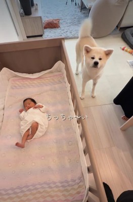 興味津々の幸ちゃん