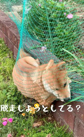 ネットに体を押しつける犬