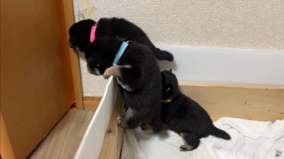 大脱走を試みる赤ちゃん犬たち4