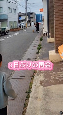 女性にリードをひかれて道を歩いてくる犬