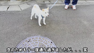 白柴のそばを通り過ぎる飼い主