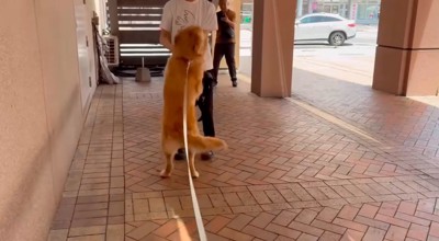 男性に飛びつく犬