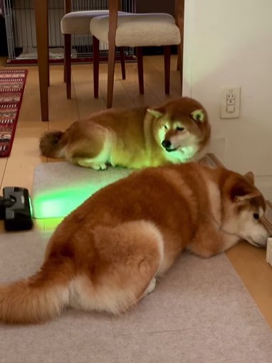 階段の前に寝そべり掃除機の邪魔をする2匹の柴犬