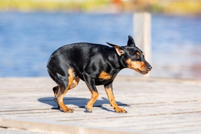 怖がっている犬