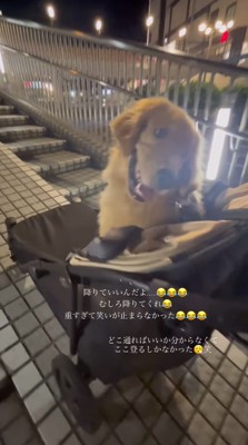自分が乗っているペットカートを押す飼い主をふり返る犬