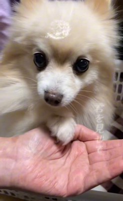 まりもちゃんの変化4