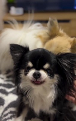 黒い小型犬の後ろに白い小型犬