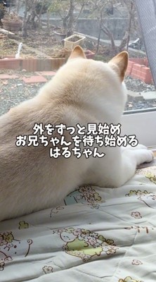 窓の近くに伏せて外を眺める犬