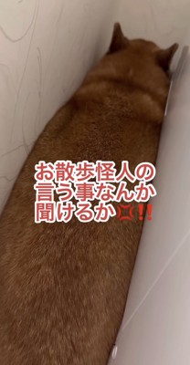 お散歩に行きたくなくて怒る柴犬