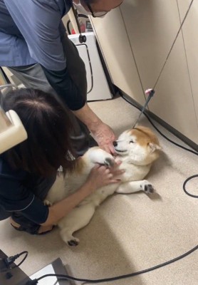 床に寝転がる犬の腹を撫でる男性の獣医