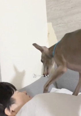 前足を動かす犬2
