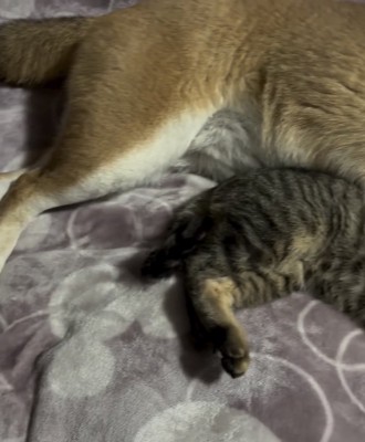 毛布の上で寄り添う犬と猫