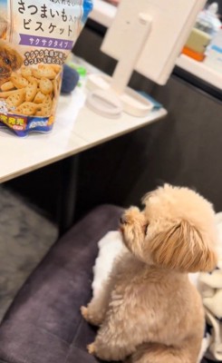 くまちゃんに「おやつほしいの？」と聞いたら9