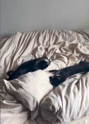 寝転ぶ犬