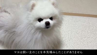 とっても優しいマヨちゃんでした♡