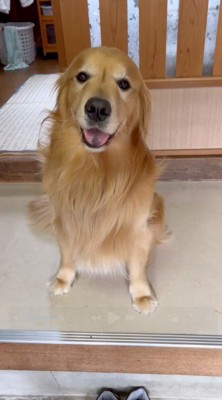笑顔で飼い主を見つめる犬
