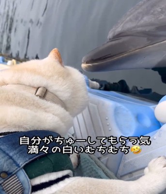 イルカと犬2