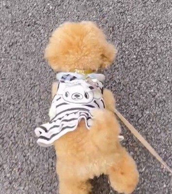 老人に向かって鳴く犬