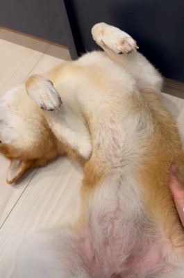 仰向けの柴犬と飼い主の手