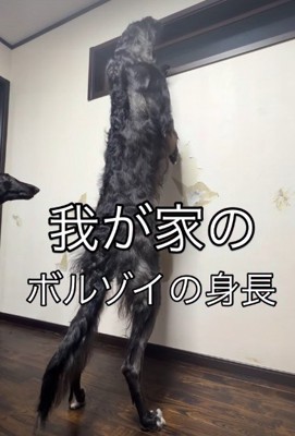 身長が高すぎる…！！