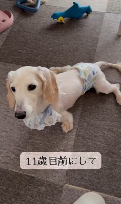 車椅子に挑戦する琥珀くん