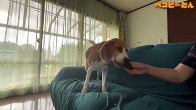 おやつにキュウリをもらえて嬉しそう