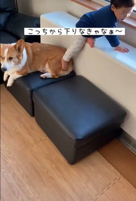 男の子が段差を降りる時のサクくん3