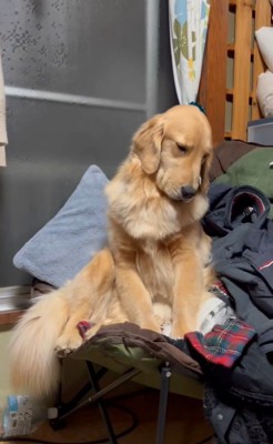 睡魔と戦うウルちゃん6