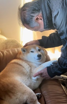 飼い主さんを見るるるちゃん