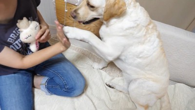 きなこちゃんにハイタッチを求めたら3