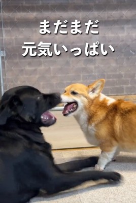 元気いっぱいなモコちゃん