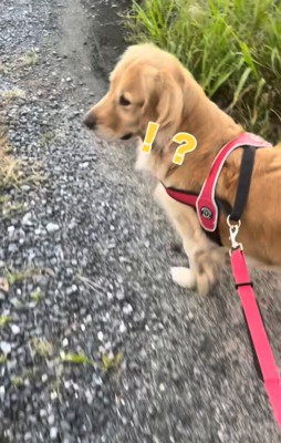 声のする方向を振り返る犬