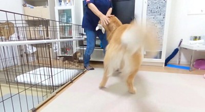 尻尾を振って女性に近づく大型犬と、女性を見上げる小型犬