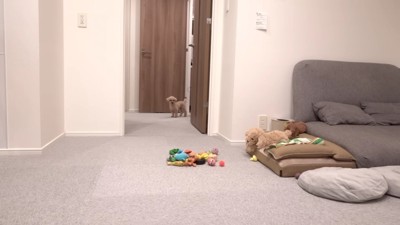 気が気でないモコちゃん