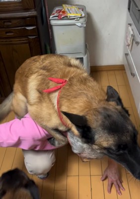 降りない大型犬