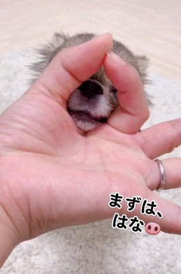 芸達者なくるみちゃん