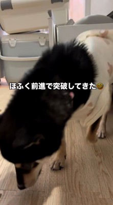 下を向く犬