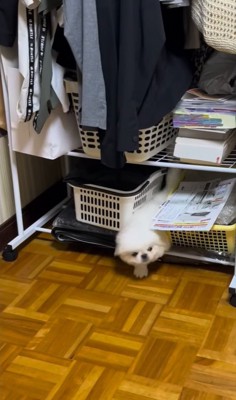 隙間から出てくる小型犬
