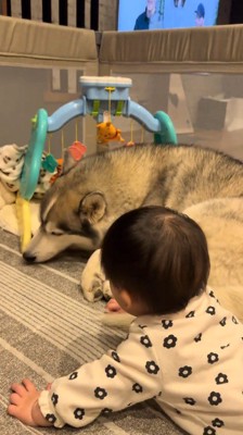 赤ちゃんのそばに横になる犬