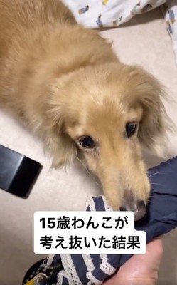 手のひらに日傘をのせるミッキーちゃん