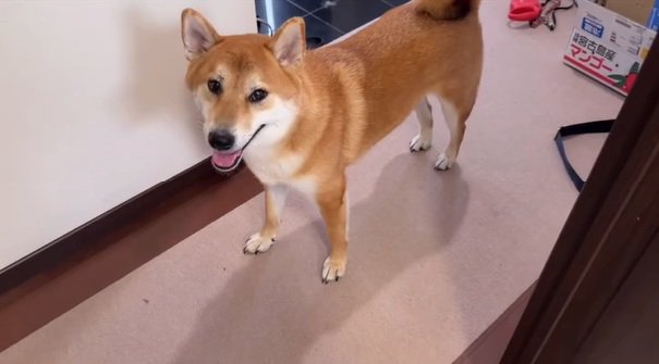 散歩に行きたいボブくん