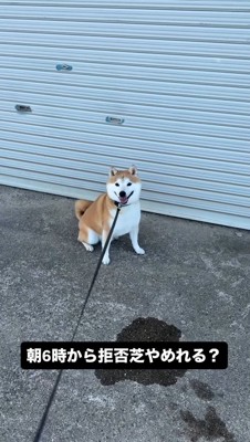 シャッターの前に座り込む犬