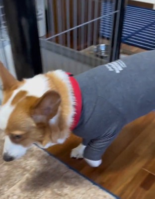 小さく一歩を踏み出す犬