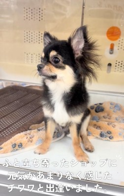 ケースに入る犬