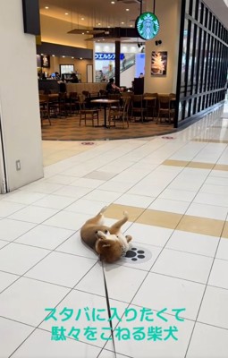 怒る茶々麻呂之介くん