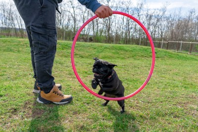 フラフープをくぐる犬
