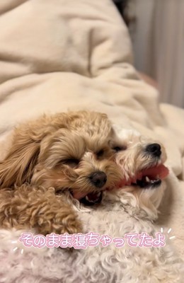 くっついて眠る小型犬達