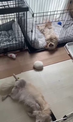 イタズラを誤魔化す小春ちゃん&つむぎちゃん6