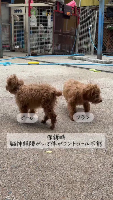 障がいを抱えたわんこ