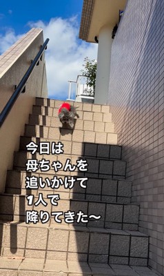 頑張って階段を下りるリロちゃん4